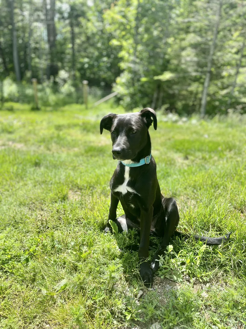 Stella thumbnail 2