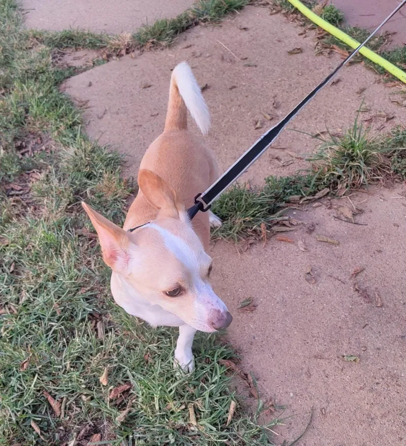 An adult small-sized male Yellow / Tan / Blond / Fawn Corgi dog named Rudy for adoption in Van Alstyne, TX
