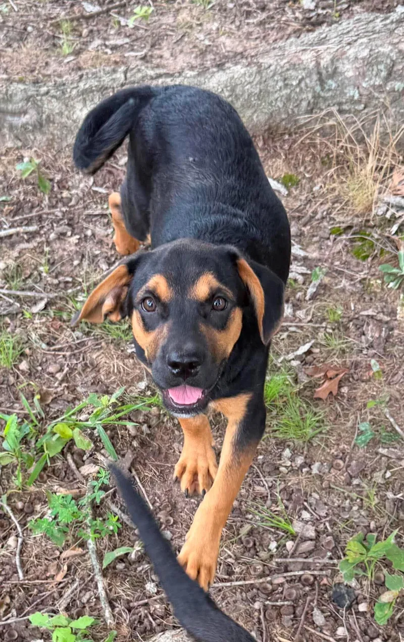 A baby medium-sized male Mixed Breed dog named Cody for adoption in Northwood, NH