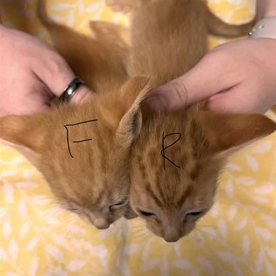 A baby small-sized male Orange / Red Domestic Short Hair cat named Rigatoni for adoption in Tempe, AZ