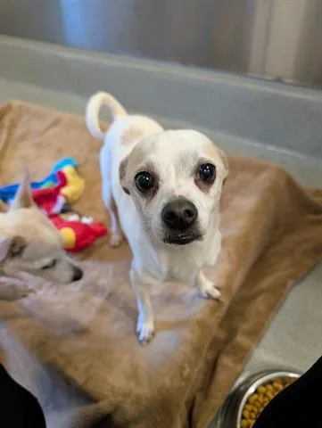 An adult small-sized male Chihuahua dog named Nugget for adoption in San Martin, CA