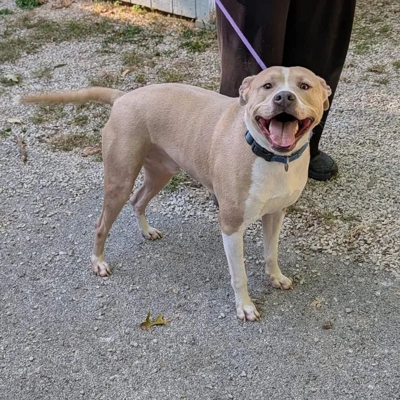 An adult medium-sized male Yellow / Tan / Blond / Fawn Mixed Breed dog named Preston for adoption in Grand Rapids, MI