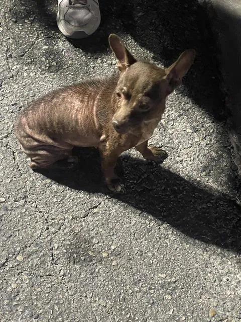 A young small-sized female Chihuahua dog named A for adoption in San Antonio, TX