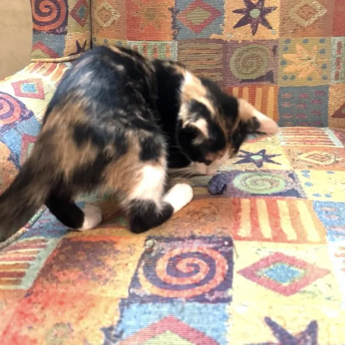 A baby small-sized female Calico Domestic Short Hair cat named Callie for adoption in Elyria, OH