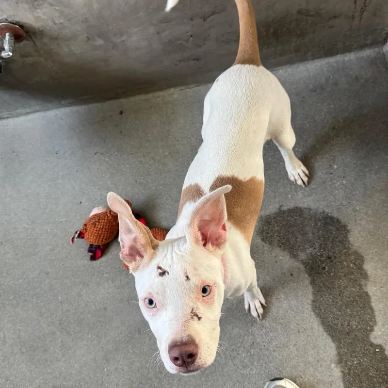 A young small-sized female White / Cream American Staffordshire Terrier dog named Bertha A for adoption in Mission Hills, CA