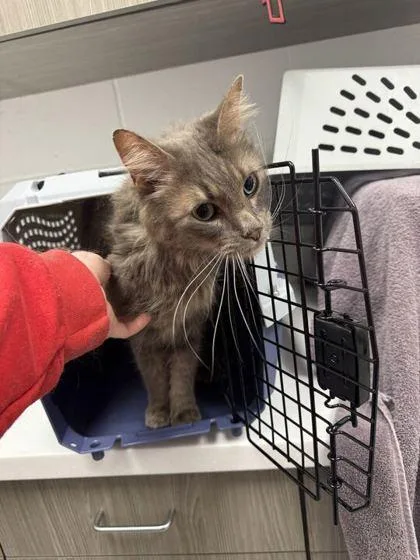A senior medium-sized female Gray / Blue / Silver Domestic Short Hair cat named Salted Patty Sally for adoption in Kansas City, MO