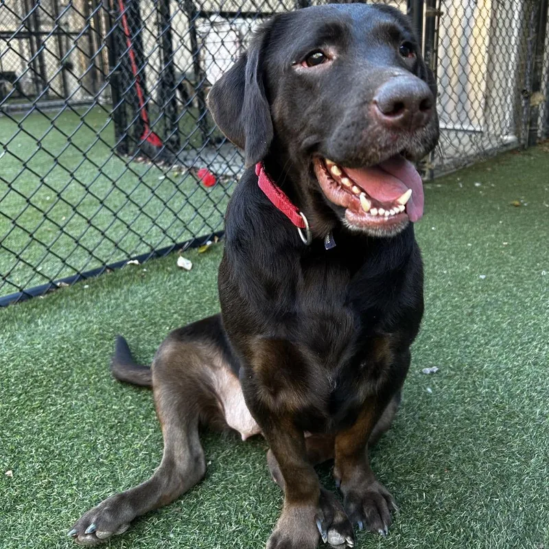 An adult large-sized female Brown / Chocolate Mixed Breed dog named Roxy for adoption in Asheville, NC