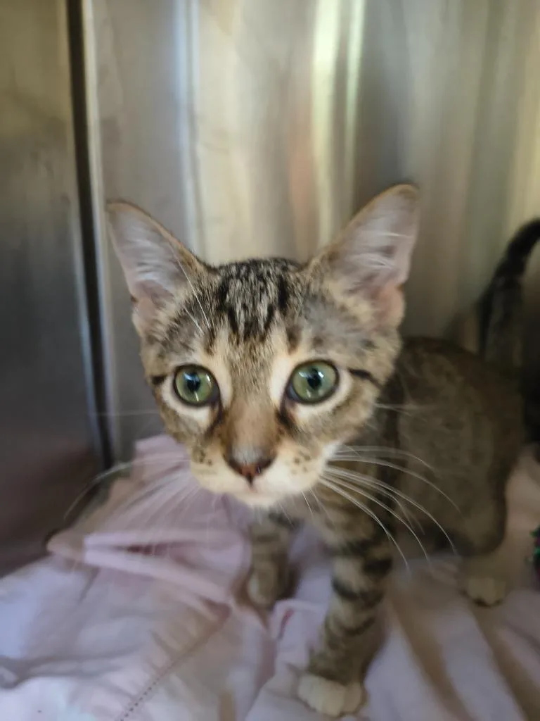 A baby medium-sized female Domestic Short Hair cat named Petrie for adoption in Maryville, TN