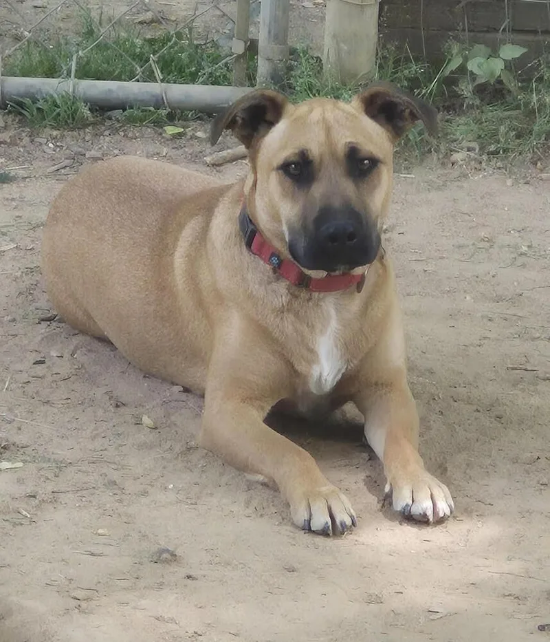 A young medium-sized male Mixed Breed dog named Maverick for adoption in Chattanooga, TN