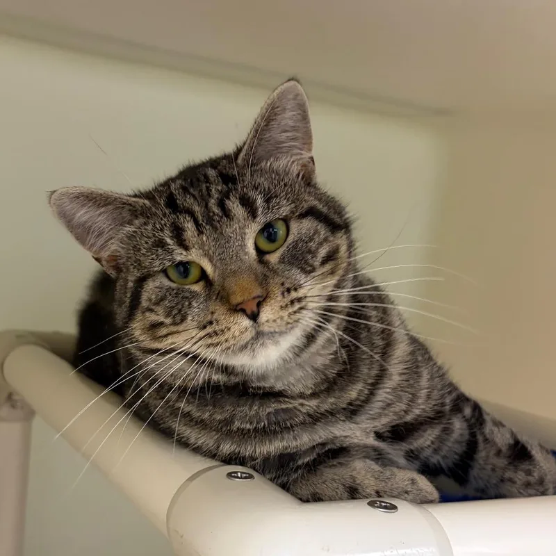A young medium-sized female Gray / Blue / Silver Domestic Short Hair cat named Lexy for adoption in Harrisonburg, VA