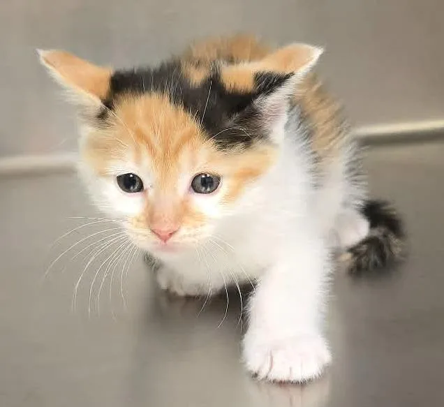 A baby medium-sized female Calico Domestic Short Hair cat named Effie for adoption in Orange, VA