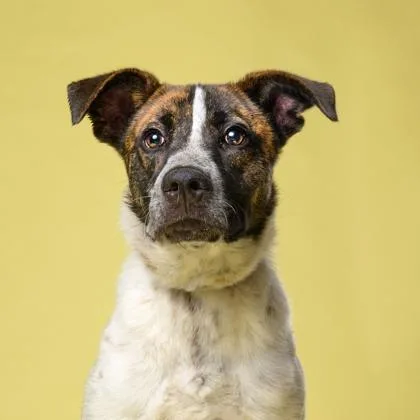 An adult medium-sized male Mixed Breed dog named Stellar for adoption in Atlanta, GA