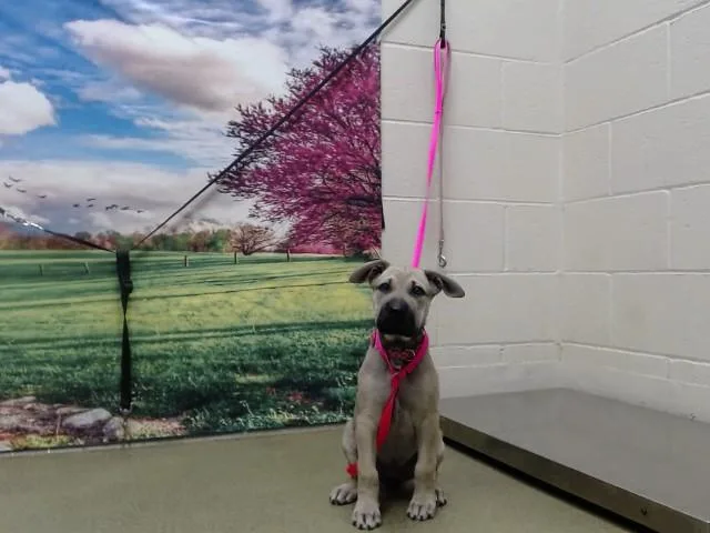 A baby small-sized female German Shepherd Dog dog named Daisy for adoption in Moreno Valley, CA
