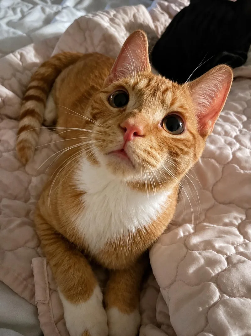 A baby medium-sized male Orange / Red Domestic Short Hair cat named Lewis for adoption in Tulsa, OK