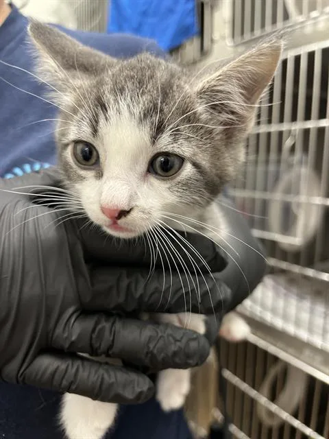 A baby small-sized male Domestic Short Hair cat named Boomer for adoption in Chula Vista, CA