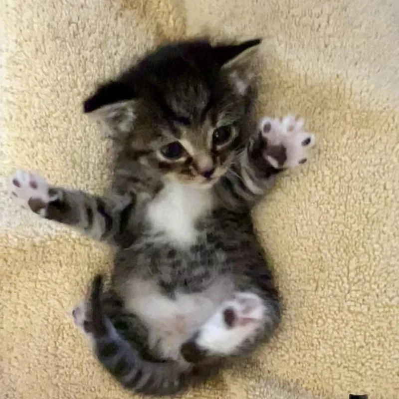 A baby small-sized female Black Domestic Short Hair cat named Marina for adoption in Othello, WA
