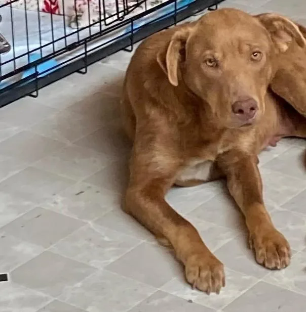 A young large-sized female Labrador Retriever dog named Mia for adoption in Saint James, MN