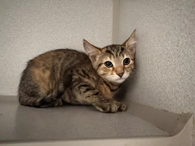 A baby small-sized female Domestic Short Hair cat named Circe for adoption in Fairfield, CA
