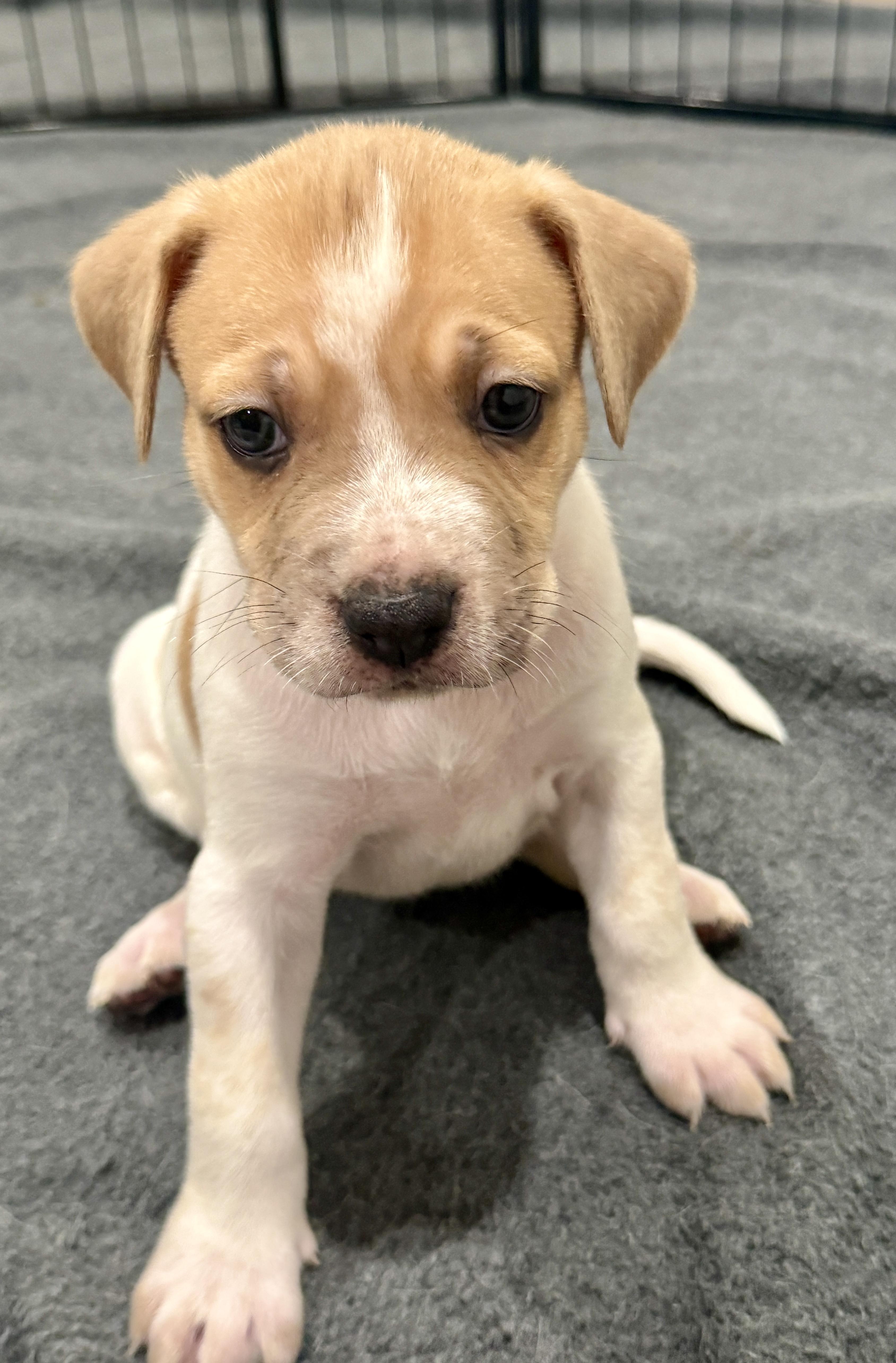 A baby medium-sized male Australian Cattle Dog / Blue Heeler dog named Chaos for adoption in Los angeles, CA