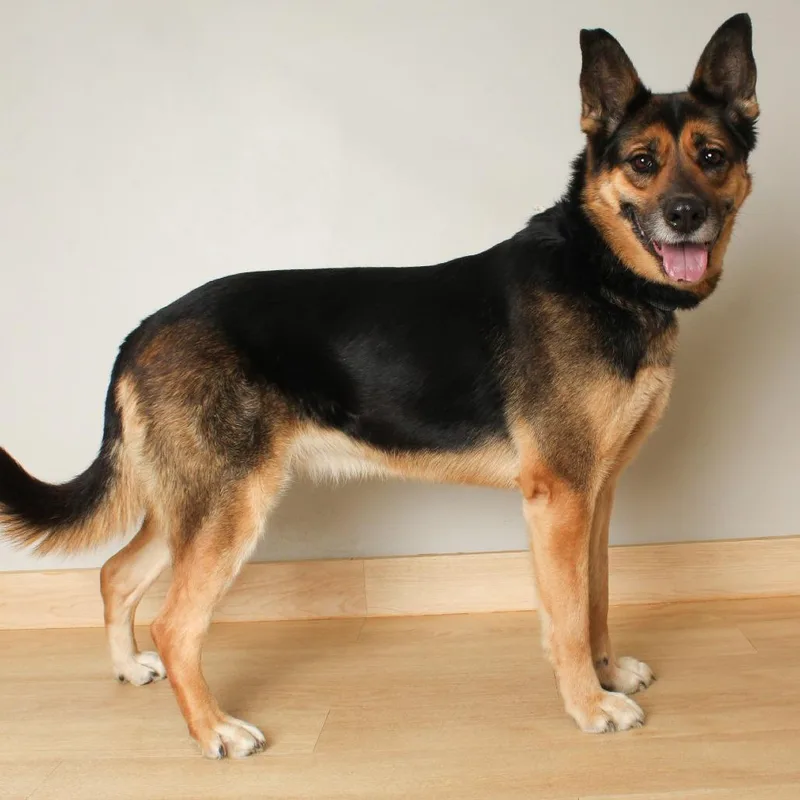 Pepper D thumbnail 2