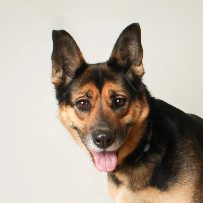 Pepper D thumbnail 3