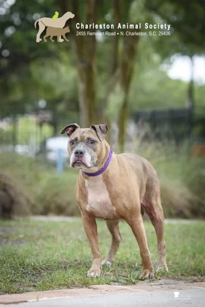 An adult medium-sized female American Staffordshire Terrier dog named A Michonne for adoption in North Charleston, SC
