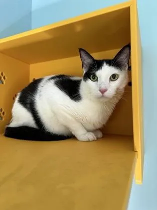 An adult small-sized male Domestic Short Hair cat named Chino for adoption in Honolulu, HI