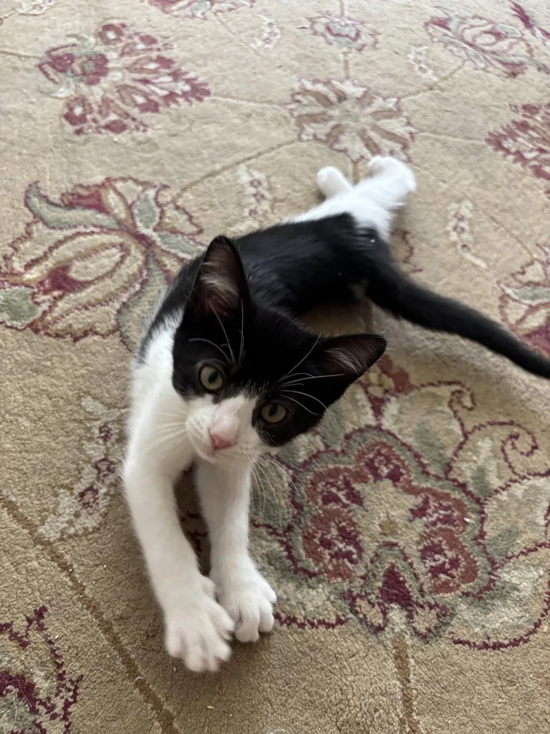 A baby medium-sized female Black & White / Tuxedo Domestic Short Hair cat named Nauset for adoption in Trenton, NJ