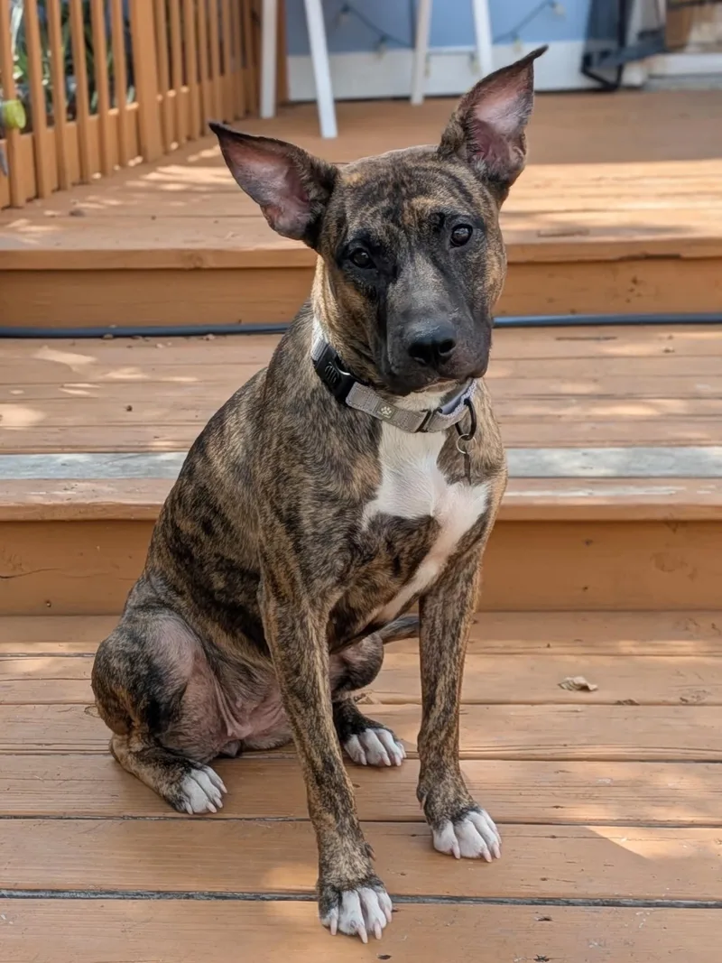 A young medium-sized female Pit Bull Terrier dog named Scarlet for adoption in Austin, TX