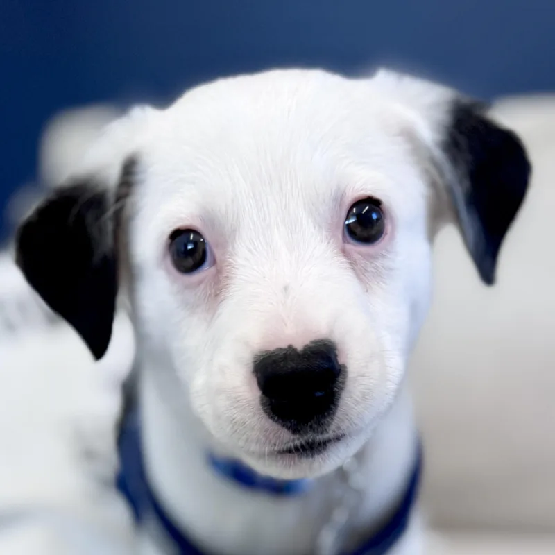 A baby medium-sized male Australian Shepherd dog named Ranger for adoption in Palatine, IL
