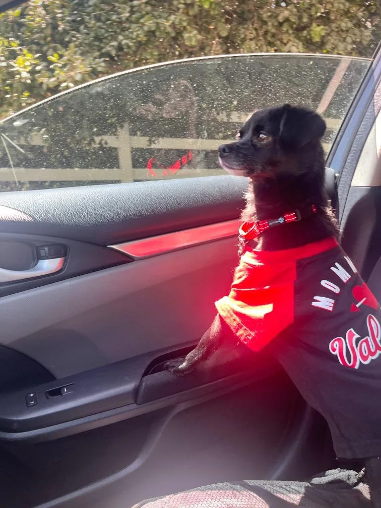 An adult small-sized male Chihuahua dog named Pinto for adoption in Los Angeles, CA