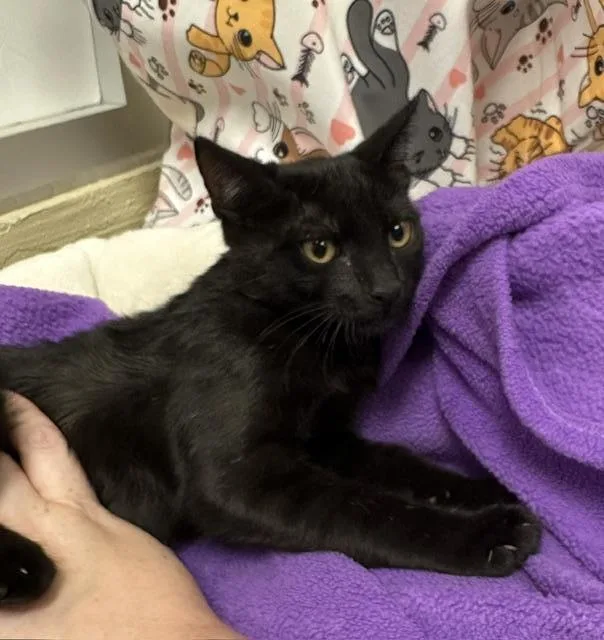 A baby small-sized male Black Domestic Short Hair cat named Benjamin for adoption in Parlier, CA