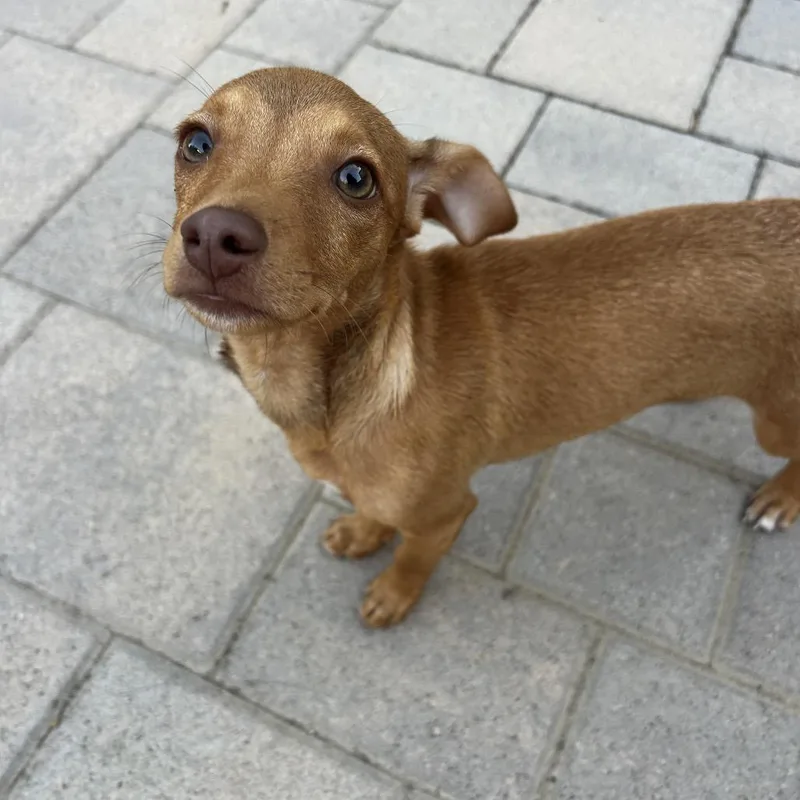 A baby small-sized male Yellow / Tan / Blond / Fawn Chihuahua dog named Wrigley for adoption in Escondido, CA