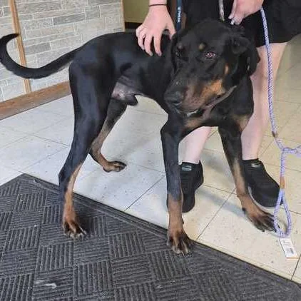 A young large-sized male Black Mixed Breed dog named General Joseph Tissue for adoption in Davenport, IA
