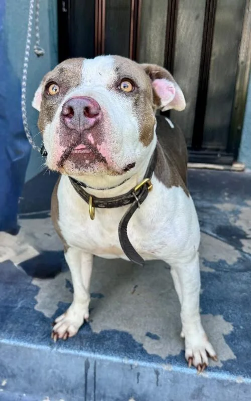 An adult medium-sized female White / Cream Pit Bull Terrier dog named Bunny for adoption in Valley Village, CA