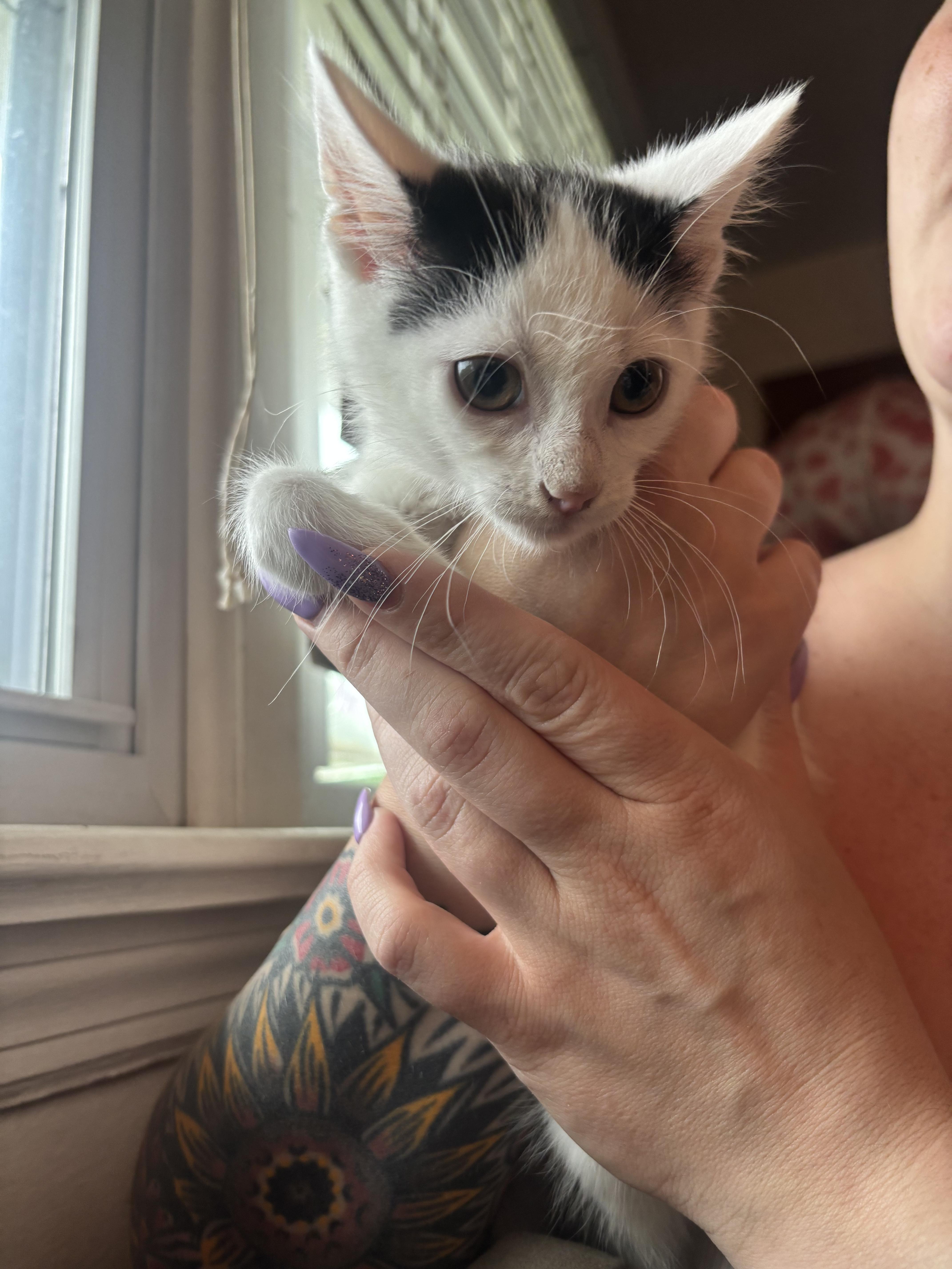 A baby small-sized female Black & White / Tuxedo Domestic Short Hair cat named Hera for adoption in Haddon Heights, NJ