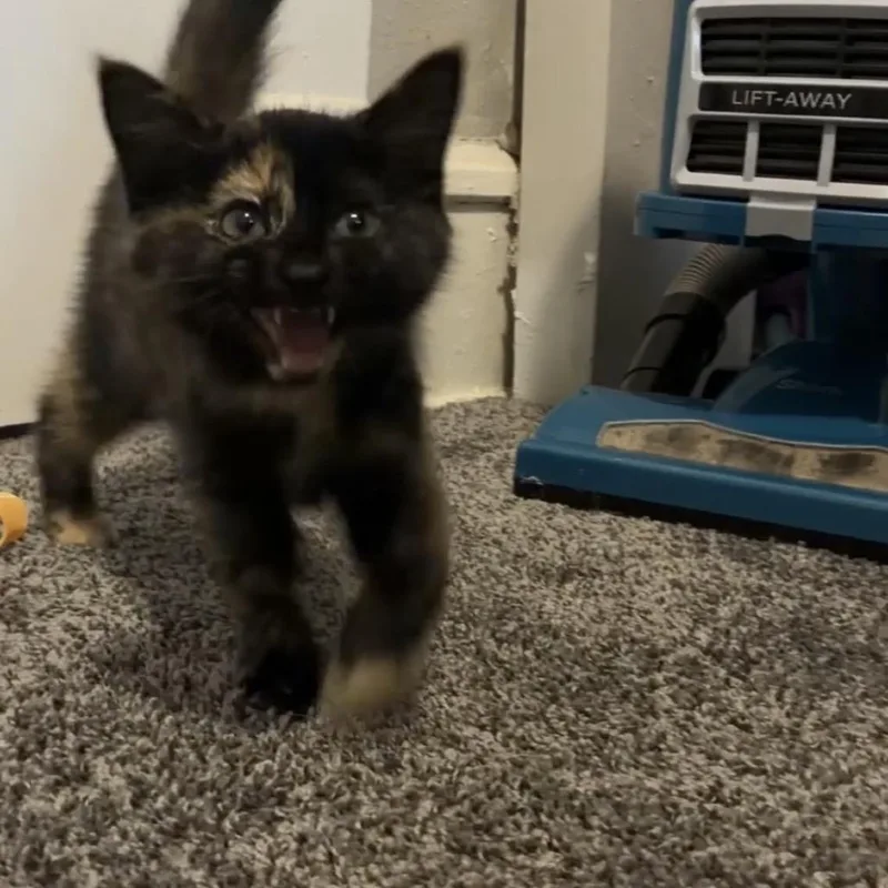 A baby small-sized female Domestic Short Hair cat named Bagheera for adoption in Milan, IL
