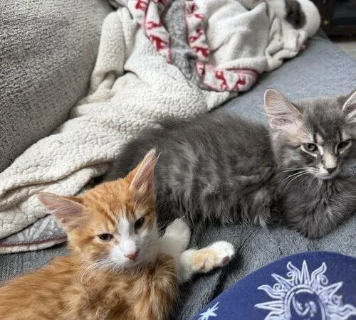 A baby small-sized male Domestic Short Hair cat named Orion for adoption in Tampa, FL