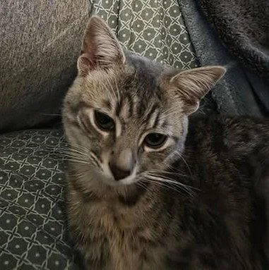 A baby medium-sized female Tabby cat named Loki for adoption in Plano, TX