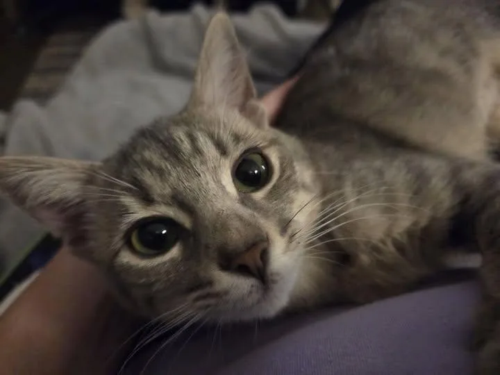 Loki thumbnail 3