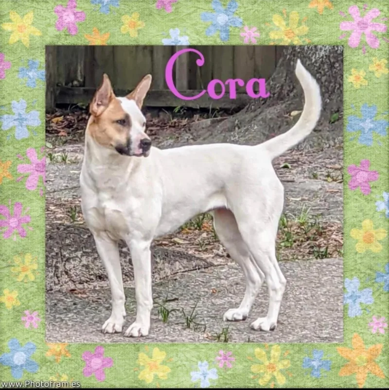 Cora thumbnail 3