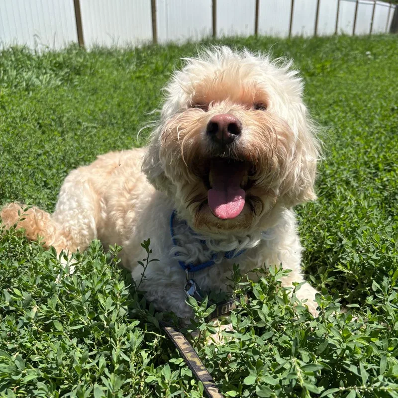 Milo