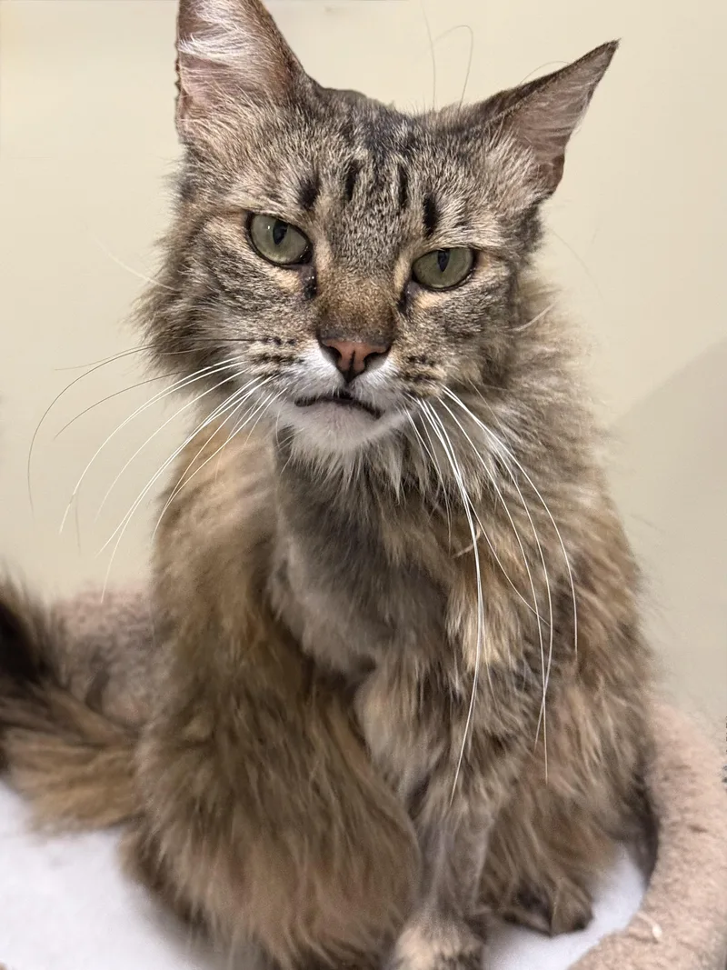 An adult medium-sized female Domestic Long Hair cat named Jelly Aka Jellyfish for adoption in Bowdoin, ME