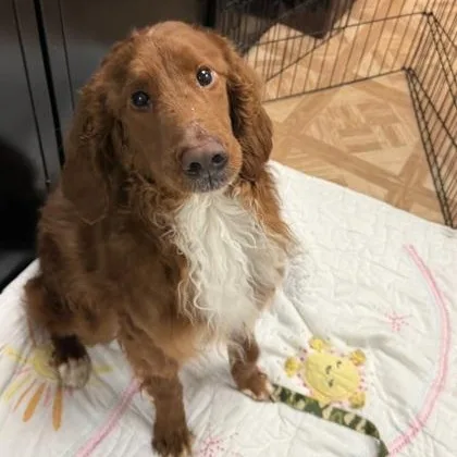 An adult medium-sized male Nova Scotia Duck Tolling Retriever dog named Tuna for adoption in Worcester, MA