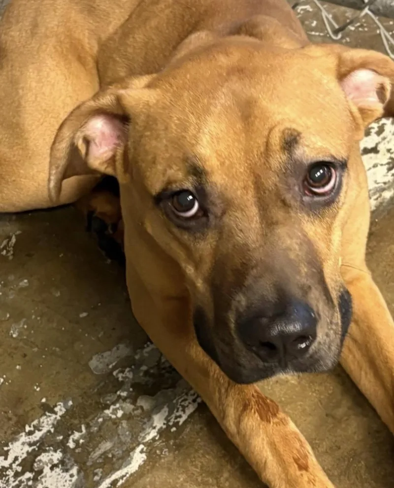 A young medium-sized male Black Mouth Cur dog named Ace HOLD for adoption in Canton, OH