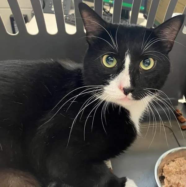 A young medium-sized male Domestic Short Hair cat named Buddy for adoption in Staten Island, NY