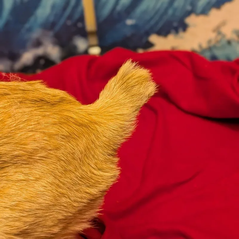 An adult small-sized male Orange / Red Domestic Short Hair cat named Sir Gregory for adoption in Long Beach, CA
