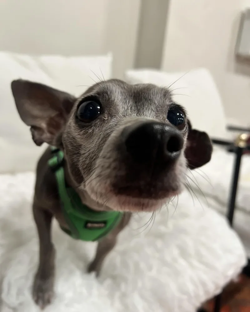 A senior small-sized male Gray / Blue / Silver Chihuahua dog named Angel for adoption in Foster, RI