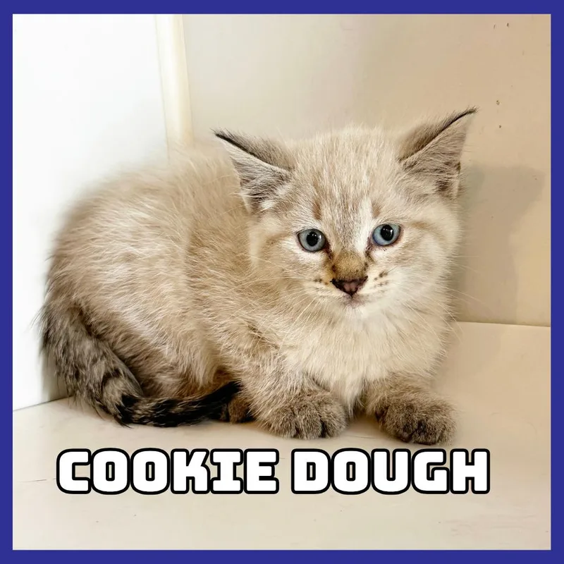 A baby small-sized male Siamese cat named CookieDough for adoption in Glenwood, MN