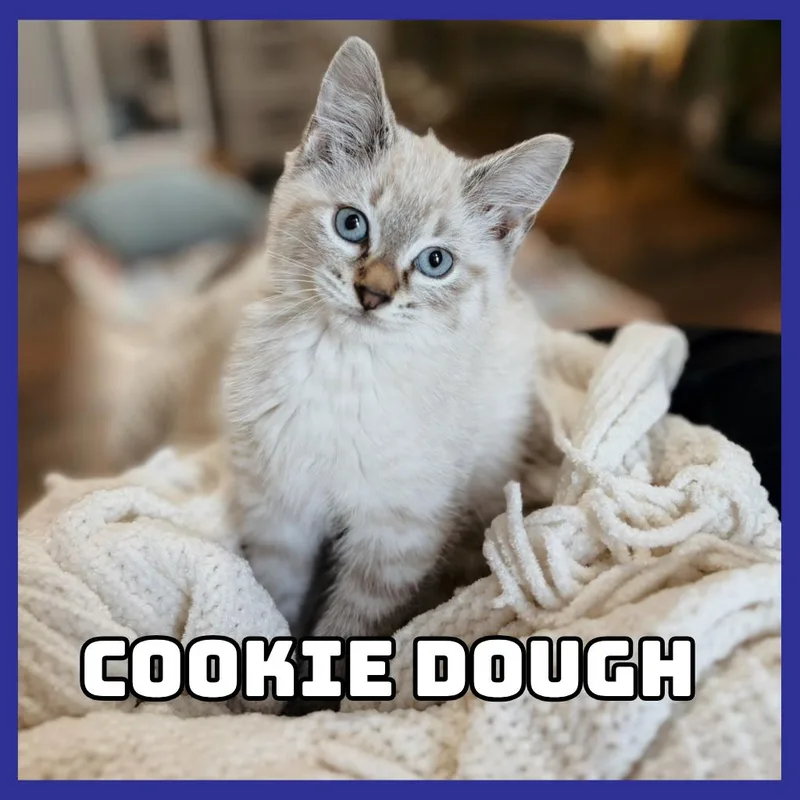 CookieDough thumbnail 2